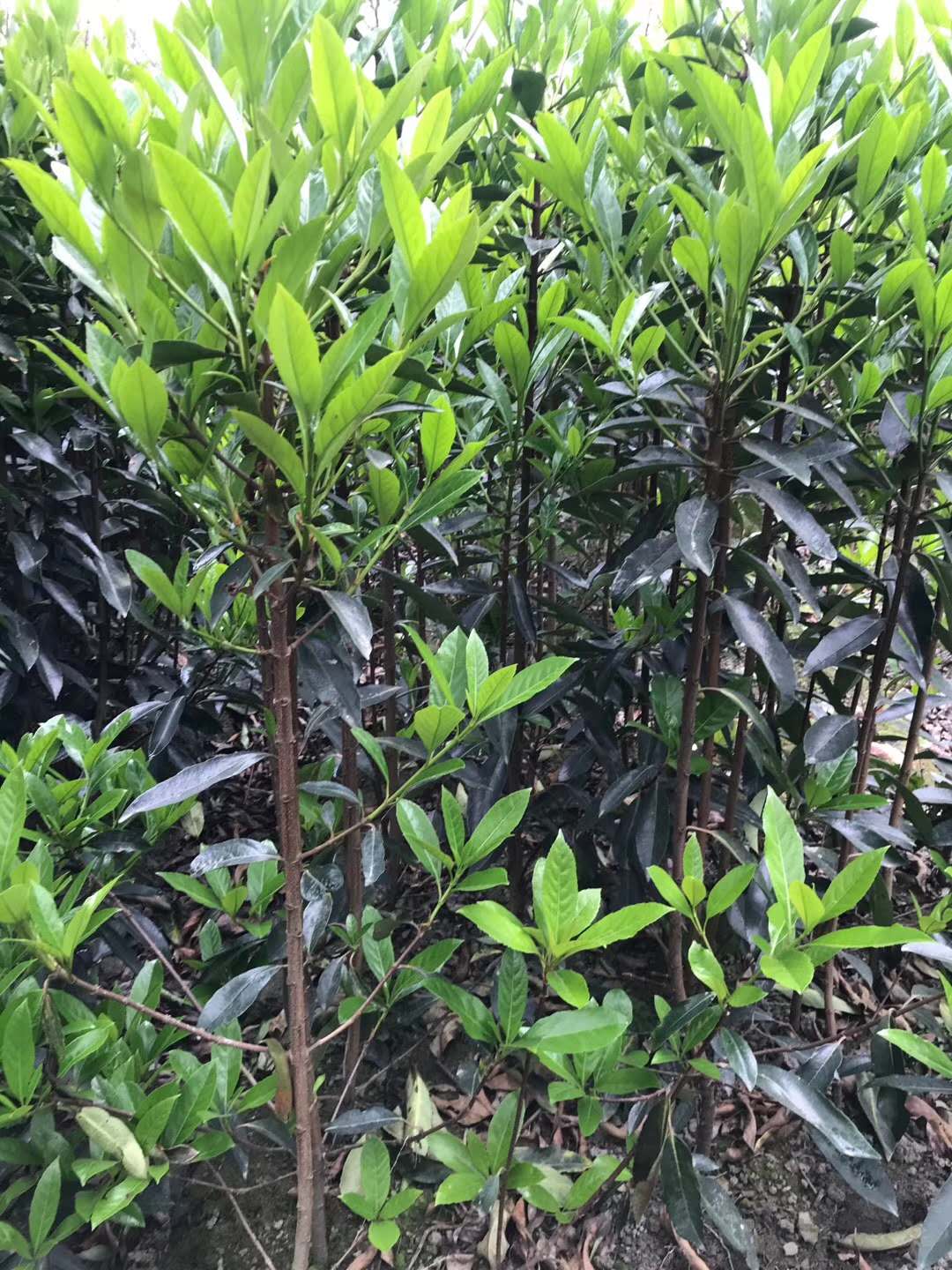 法国冬青价格表